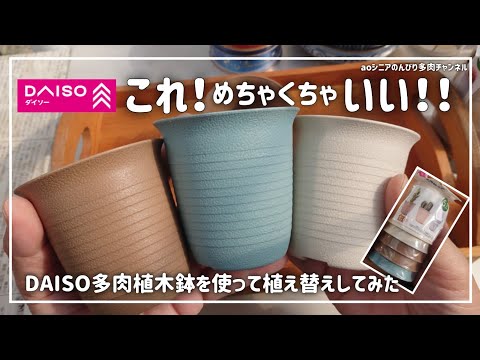 園芸 レブティア・ヘリオサ