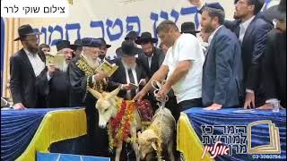 מצווה נדירה: פדיון פטר חמור בקהילת "בית ה'" בבני ברק - מנהיג הדור מרן הרב יצחק יוסף בברכות (מורשת מרן) - התמונה מוצגת ישירות מתוך אתר האינטרנט יוטיוב. זכויות היוצרים בתמונה שייכות ליוצרה. קישור קרדיט למקור התוכן נמצא בתוך דף הסרטון