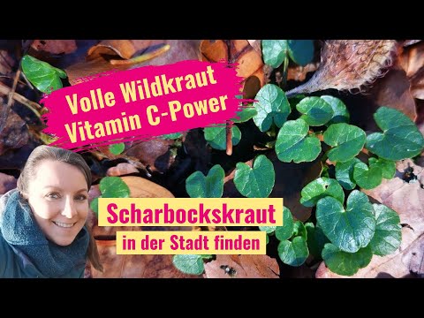 Raus aus dem Winterschlaf – mit dem Frühlingsboten Scharbockskraut (inkl. Standort, Wirkung & mehr)