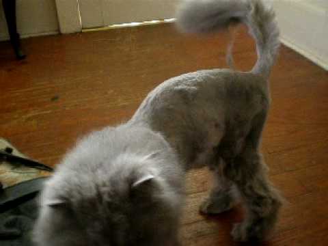 Cat talks about his bad haircut-part 3