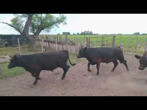 Rosgan - Marzo 2026 Expoagro. 102 Terneros/as Colon Buenos Aires