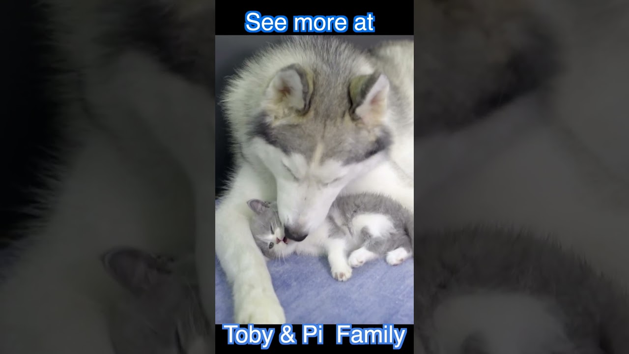 Kitten Think Husky Is His Father