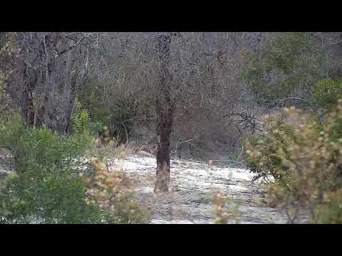 Djuma: Sights and sounds including Leopard, Giraffe, Antelopes and Elephants-Pt:1 - 06:08 - 09/21/20