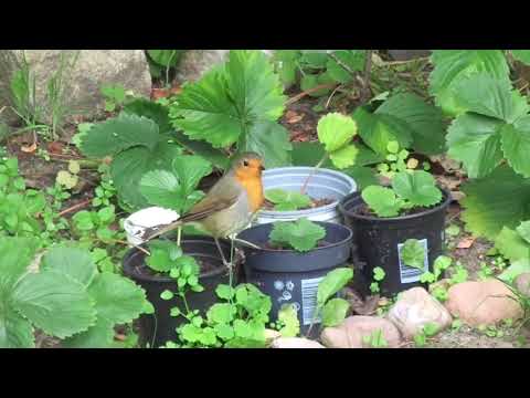 Das Rotkehlchen in meinem Garten - The Robin in my Garden