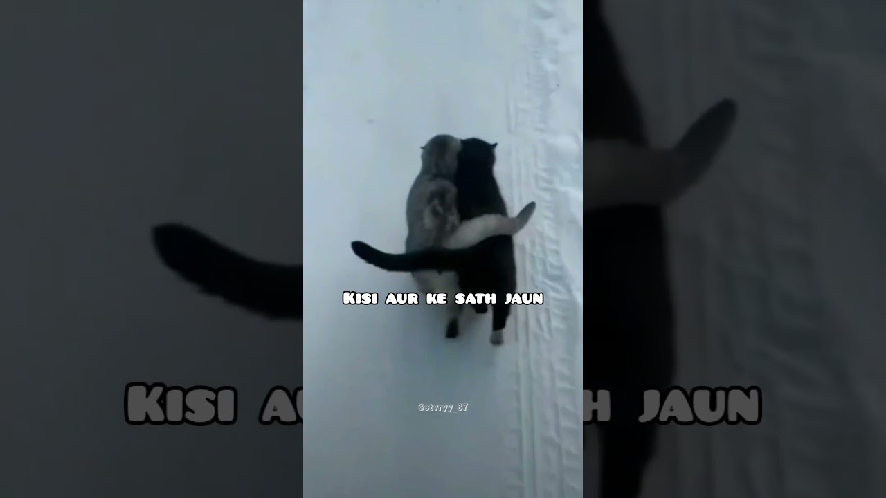apko Kia ? 🤨 #cat #meme #funny #fypシ゚viral #explore #quotes @stvryy_87
