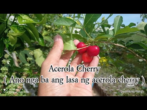 Acerola Cherry ( Ano ang lasa ng acerola cherry ) what is the taste of acerola cherry