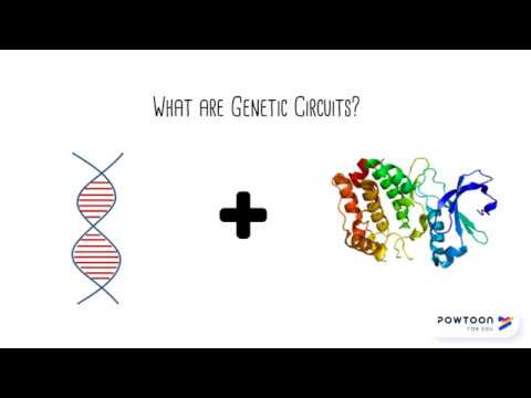 Genetic Circuits
