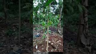preview picture of video 'Proses tanam durian duri hitam kaki 4'