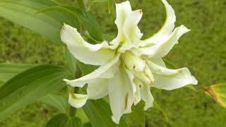 花、花のスライドショー（ユリ科ハ､ヤ行20180415 ）