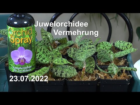 , title : 'Juwelorchidee Macodes Blattschmuck Orchidee Vermehrung Anzucht Einpflanzen'