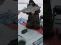 Video Thumbnail for 30” Walleye My Biggest Fish