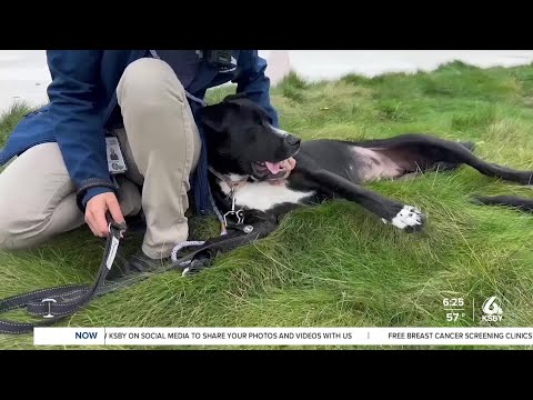 Pets of week Mowgli and Odis are looking for their forever homes - YouTube
