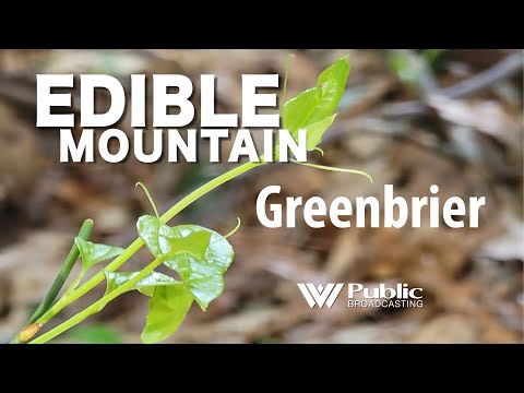 EDIBLE MOUNTAIN — Greenbrier