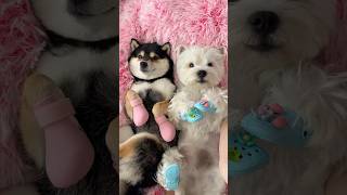 ASMR | Manyu & Bai | Relaxing Spa Time After a Rainy Day Play