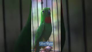 Download lagu serindit Gacor | Bikin serindit satu RT ikut ngamuk ‼ mp3