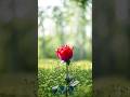 Kismat Walo Ko Milta Hai Pyar Ke Badle Pyar Status Breakup Status Shorts Viral Youtubeshorts