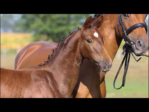 Fohlen von Belissimo