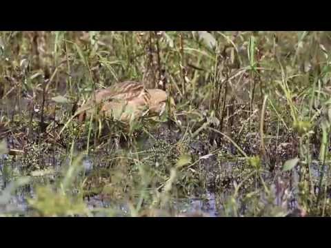 Bittern catching prey in the grass