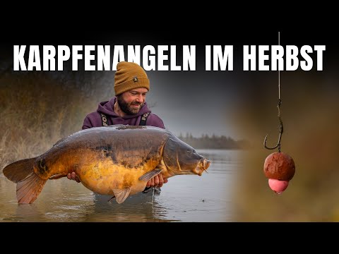 Ich fange den MOST WANTED 🐋 | Karpfenangeln im Herbst