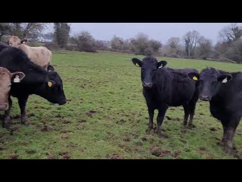 AA store heifers - Image 2