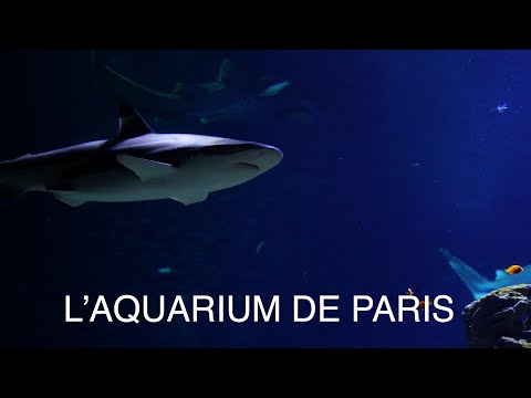 Au cœur des océans : visite nocturne de l'Aquarium de Paris avec soft ou champagne (jusqu'à 33% de réduction) - Second Medium