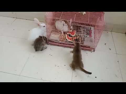 When a Kitten socializes with Rabbits! 🌈
