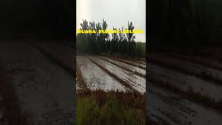 Download lagu pikat burung belibis jooooos mp3 Download lagu pikat burung belibis jooooos mp3