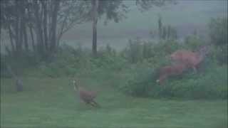 preview picture of video 'Deer playing around before a thunderstorm (July 24, 2014)'