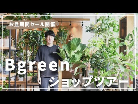 ビアードフラワー「ヘブンリーブルー」 植物