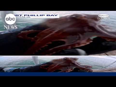 Australian diver saves octopus stuck on pier