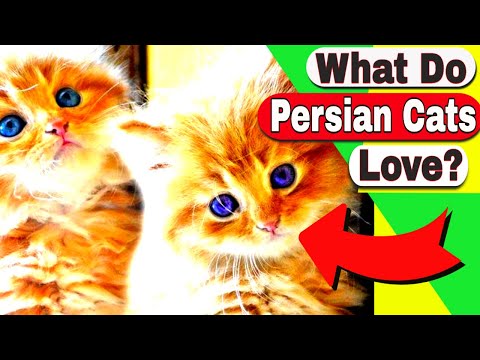 What do Persian Cats love? How big do Persian Cats get?