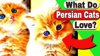 What do Persian Cats love? How big do Persian Cats get?