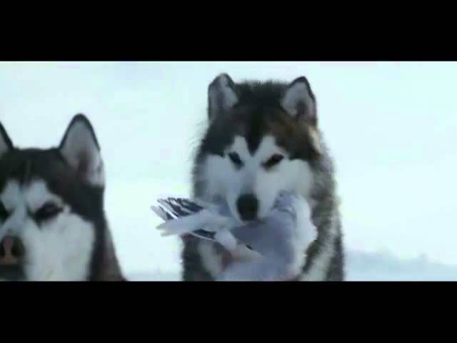 Câu chuyện cảm động về những chú chó bị bỏ lại ở Nam Cực