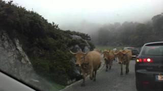 preview picture of video 'El Ataque de las Vaques - The Cow's Attack'