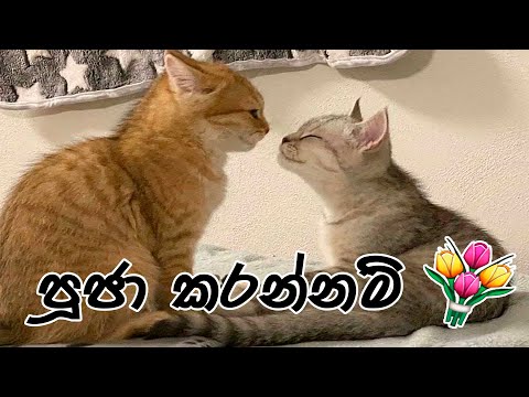 Pooja Karannam | පූජා කරන්නම් | Cat Music Video