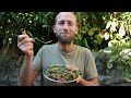 I Foraged 100% of My Food for a Month!