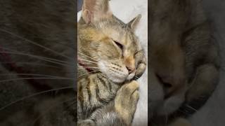 爆睡して寝言いうてる猫が可愛すぎた #猫 #cat #猫動画かわいい