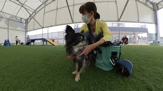 海の近くのドッグラン【ガモウパーク】