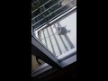 Pizza Seagull