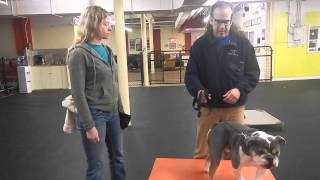 Aggressive bulldog rehab with new female handler