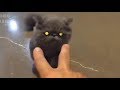 Destroy Everything!  metal cats music video - Hatebreed