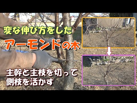 アーモンドの木 植物