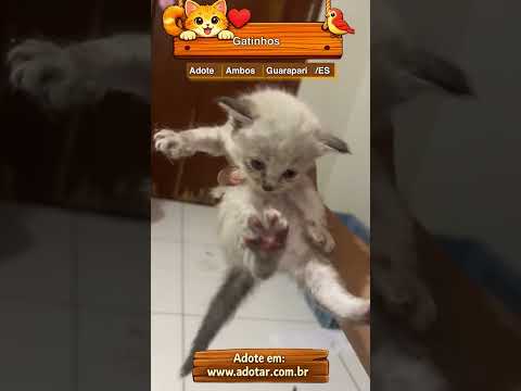 Vídeo de Gatinhos 