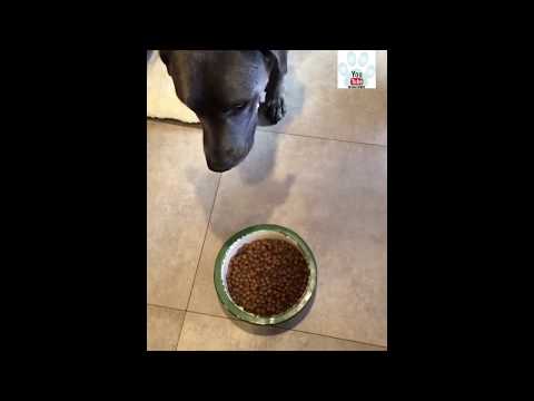 YouTube video about: Can you microwave dog food?