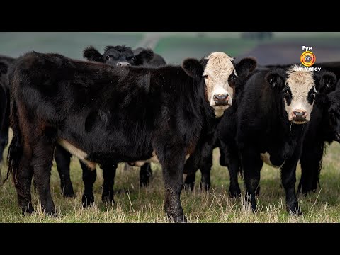 From Wood River Ranch to Marie's Kitchen