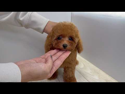 YouTube動画のサムネイル