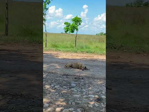 Viajando para Cravo norte Arauca