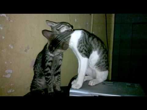 Chumki And Kyali Playing ON TV