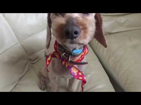 会計学科 愛犬やまとにとって重要なこと！滋賀県高島市！木村勝則！