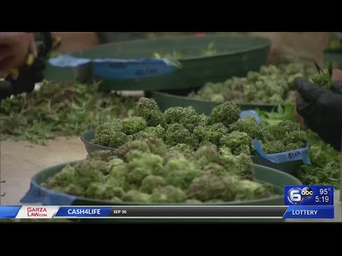 TBI issues new marijuana testing policy